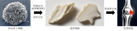 【科研突破】安迪携手南方医科大揭秘骨再生关键机制